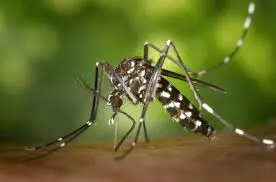 Colatina e Baixo Guandu participam do Dia D contra dengue, chikungunya e zika neste sábado (6)