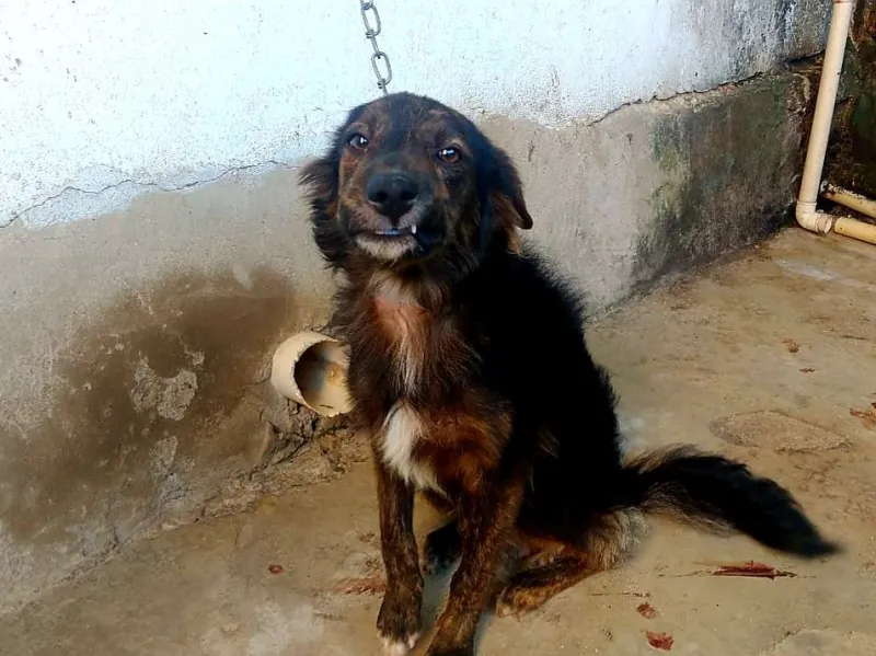ES registra quase 500 casos de maus-tratos a animais em 10 meses