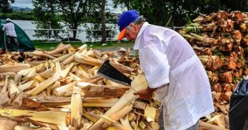 Colatina terá cinco locais para venda de Palmito