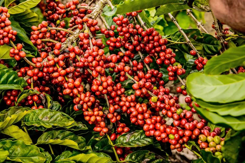 VIII Concurso de Qualidade de Café Conilon de Colatina. Inscrições abertas