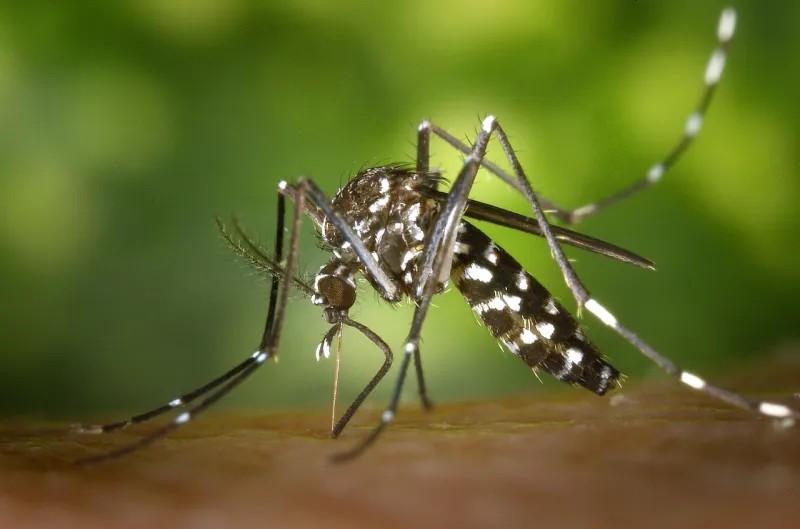 Sessenta casos de dengue notificados em Colatina no mês de janeiro. Confira os locais.