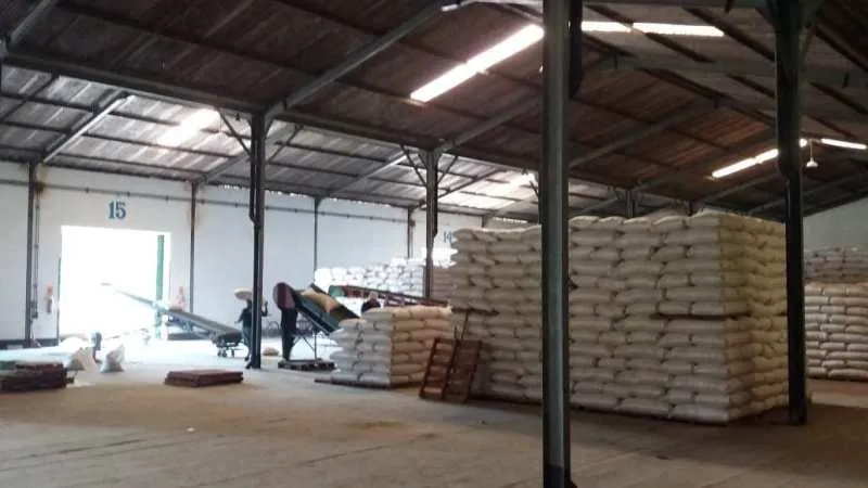Cerca de 199 mil quilos de milho estão disponíveis para atender pequenos produtores em Colatina