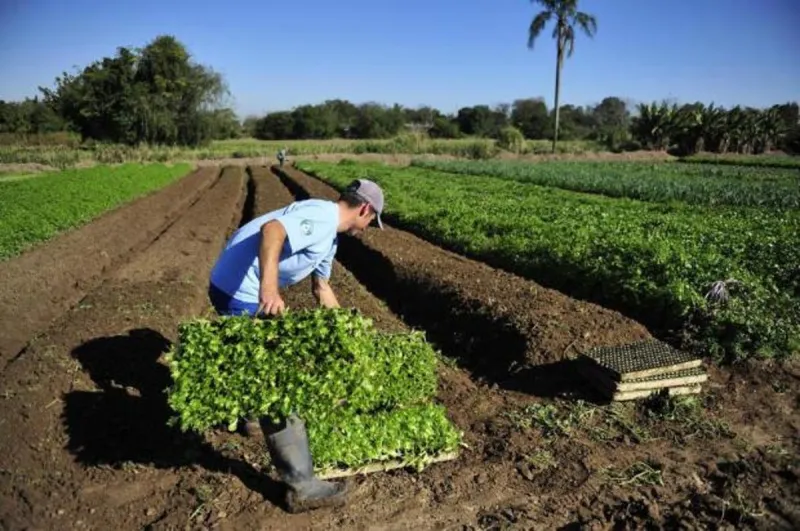 Agricultores pedirão à prefeitura de Colatina indenização pelos prejuízos causados pelo adiamento do retorno da feira livre