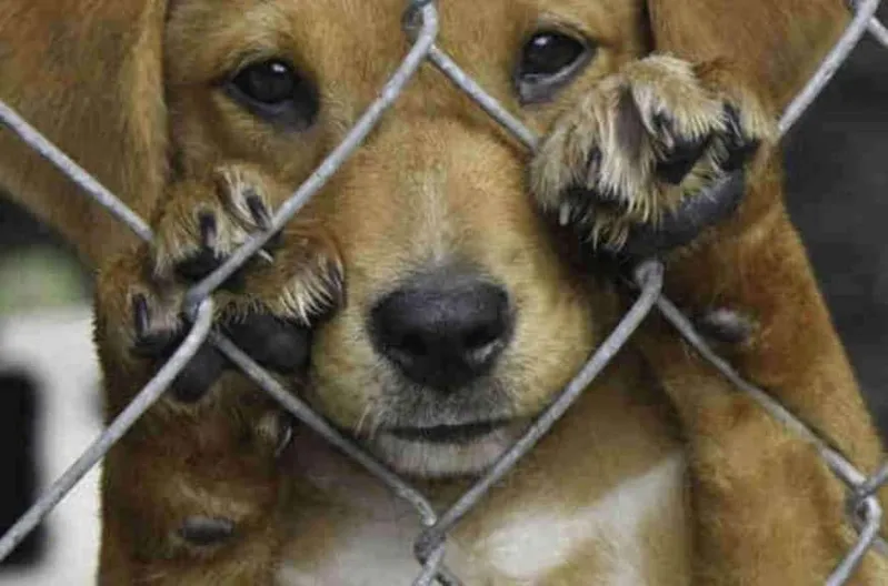 Condenados por maus-tratos a animais terão que pagar despesas com resgate e tratamento no Espírito Santo