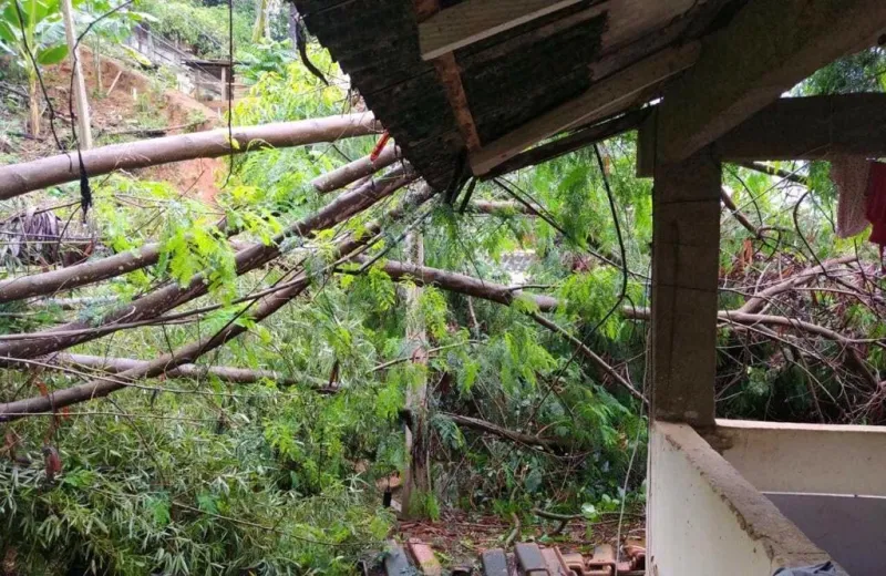 Árvore de 10 metros de altura cai sobre casa em Colatina