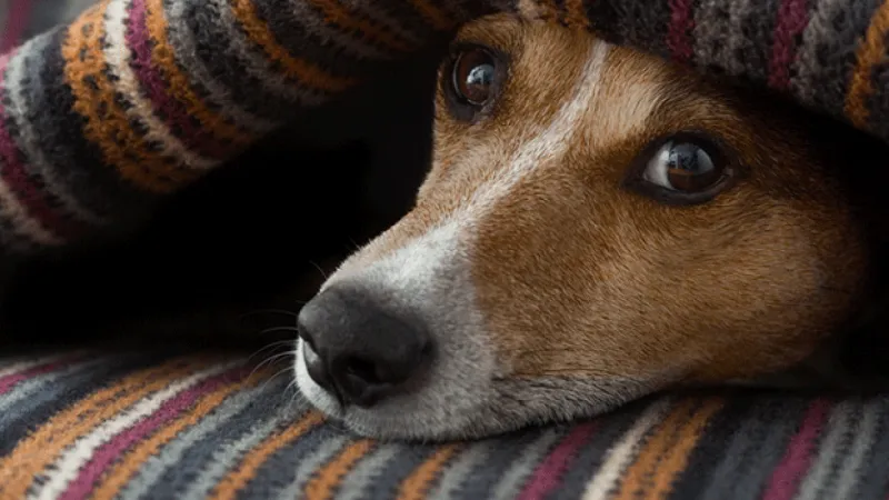 Veterinária de Colatina explica sobre cuidados com animais de estimação durante o frio