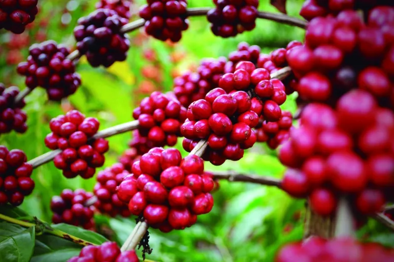 Inscrições para 9ª edição do Concurso de Qualidade do Café Conilon de Colatina seguem até 30 de julho
