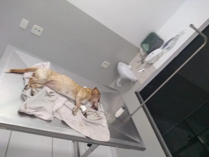 Animal é deixado para morrer às margens do Rio Doce e é resgatado por policias e Zoonoses em Colatina