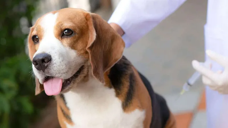 Dia D: vacinação para cães e gatos acontece em Colatina