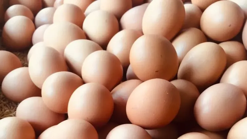 Ovo de galinha é vendido com grande variação de preço durante a Quaresma, em Colatina