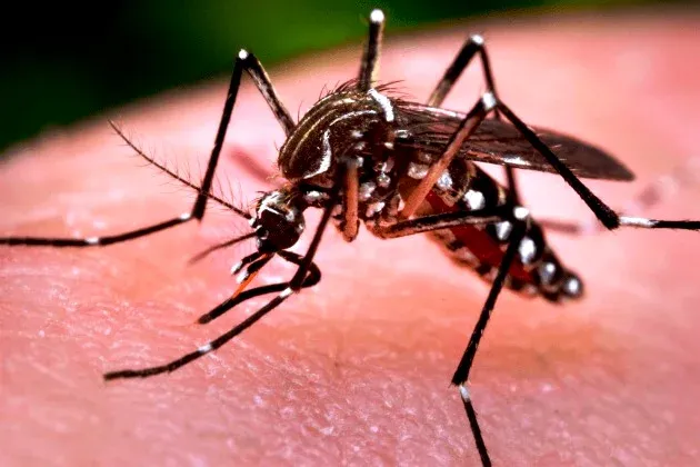 Jaguaré decreta situação de emergência em saúde pública por surto de chikungunya