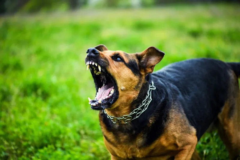 Marilândia: bandidos tentam roubar casa, mas cachorro coloca dupla para correr