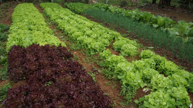Santa Teresa: Incaper apoia seminário de agroecologia e produção orgânica nesta terça (15)