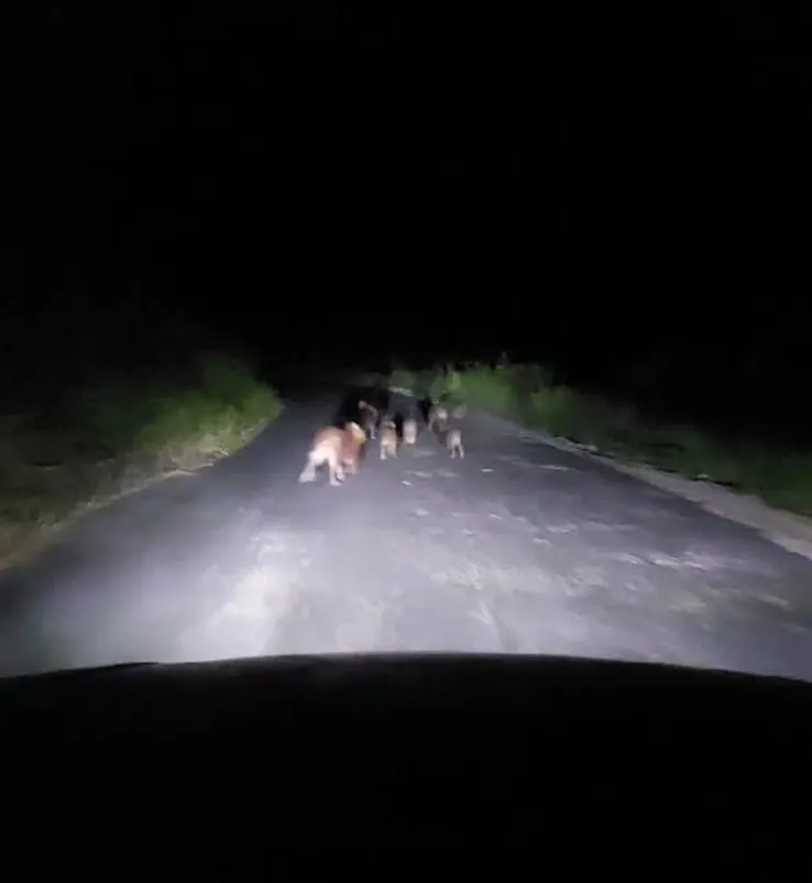 Vídeo: capivaras são filmadas em Itapina, interior de Colatina: Conscientização sobre a Febre Maculosa