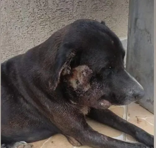 Crueldade no bairro Honório Fraga: cachorro de rua sobrevive a ataque com óleo quente