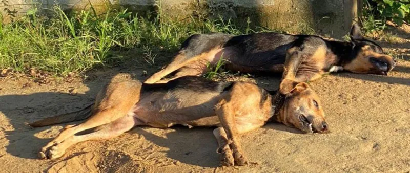Cachorros são envenenados no interior de Colatina
