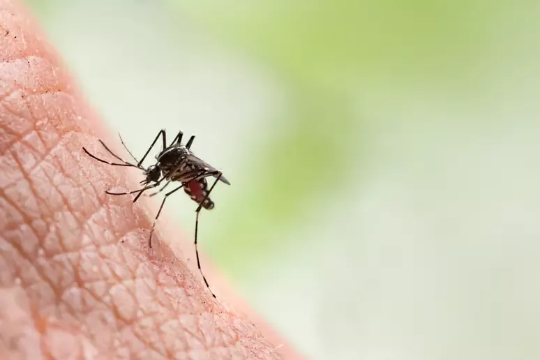 Linhares confirma 1ª morte por dengue no ano; ES chega ao segundo óbito pela doença