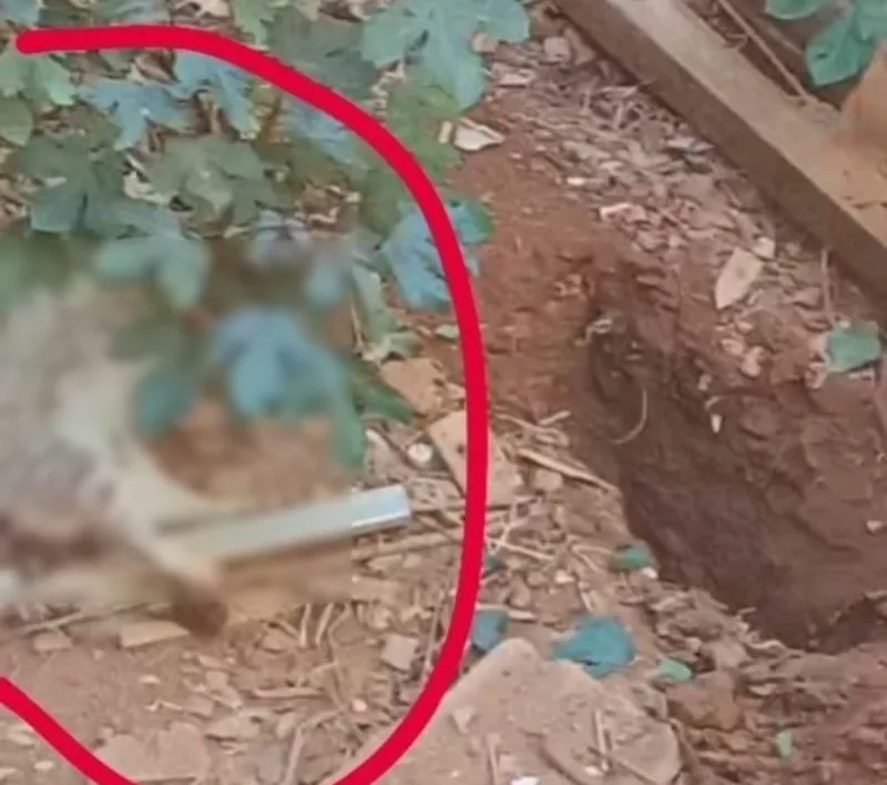 Animais de rua encontrados envenenados em Colatina