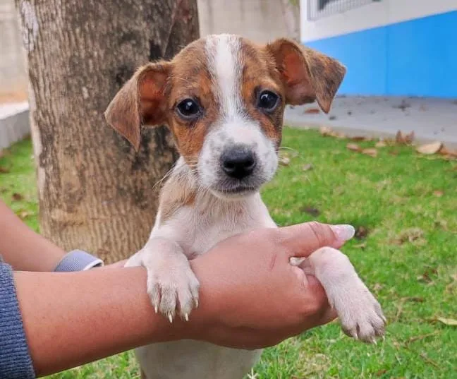 Neste sábado tem feira de adoção de Animais em Colatina