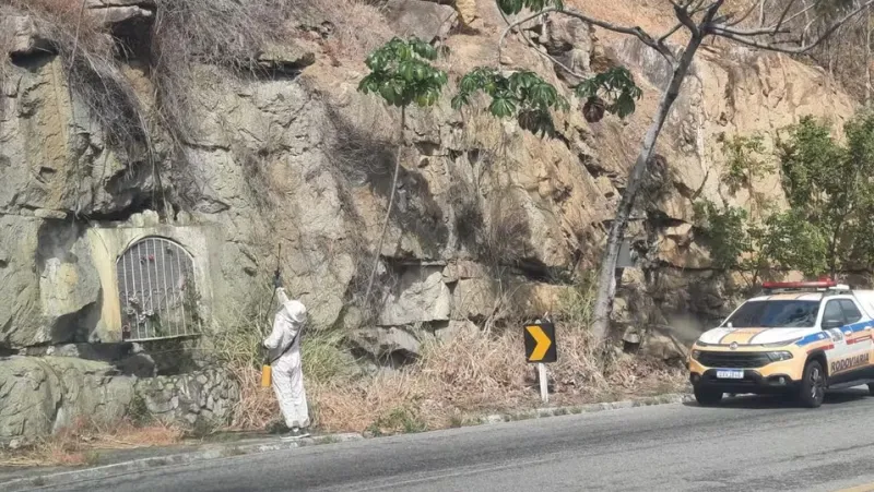 Abelhas invadem carro e atacam motorista na BR-259, em Conselheiro Pena
