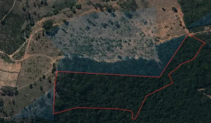 Produtor rural é multado em mais de R$ 100 mil por desmatamento ilegal em Colatina