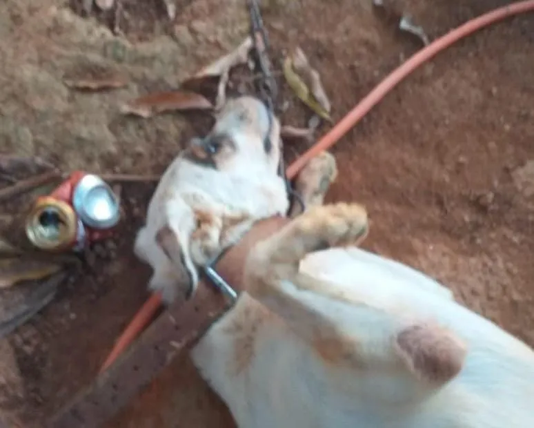 Cachorro sofre maus-tratos em Colatina: comunidade se mobiliza em busca de ajuda