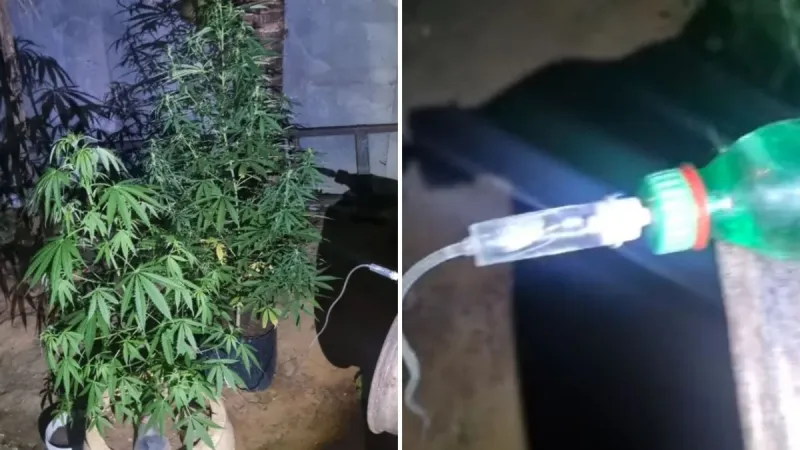 PM flagra ‘engenharia’ improvisada para irrigar plantação de maconha em Colatina