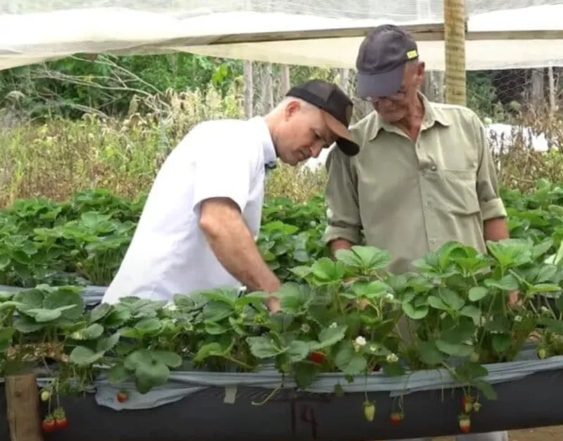 Agricultores apostam no cultivo de morango em Colatina