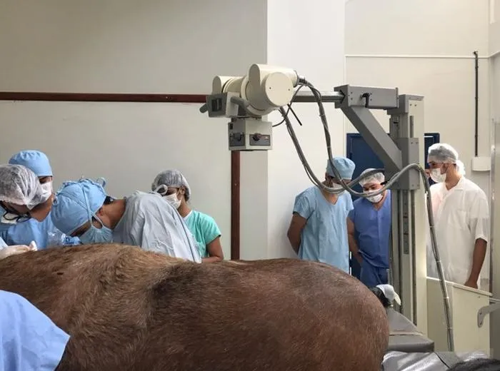 Campus Itapina abre inscrições para curso de Medicina Veterinária: 20 vagas disponíveis