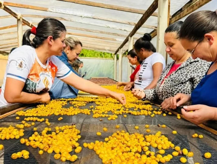 Governo do Estado promove capacitação de cafeicultoras em 22 municípios. Colatina, Linhares e cidades do Norte e Noroeste são beneficiadas