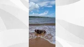 Bicho-preguiça é flagrado se refrescando no mar em Santa Cruz, no município de Aracruz