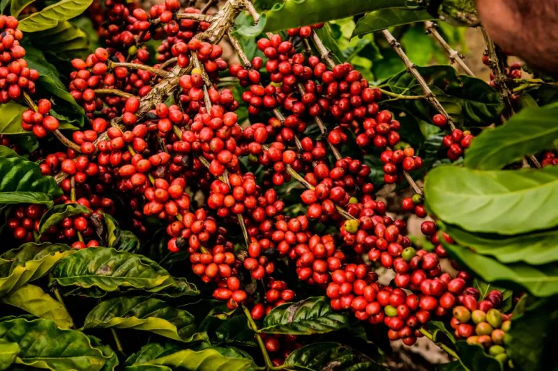 Marilândia realiza 3ª Amostra da Qualidade do Café Conilon e premiação de Cafés Especiais nesta sexta-feira (21)