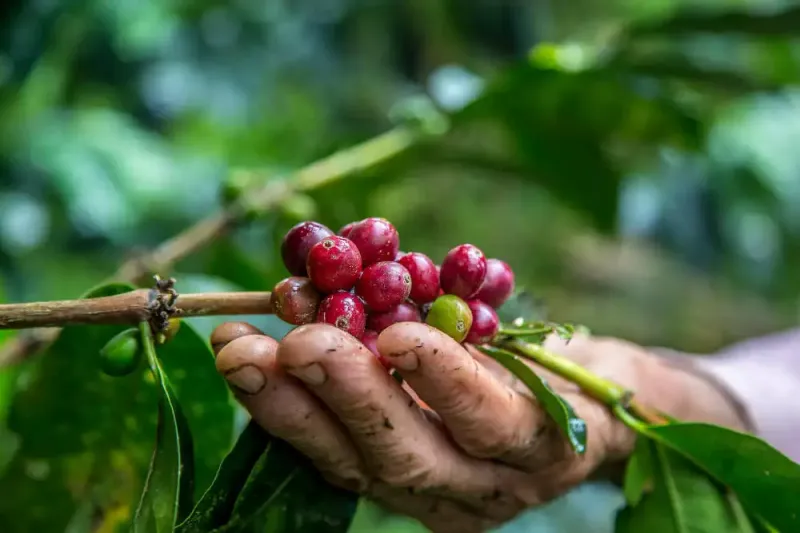 Com colheita prestes a começar, café reforça papel econômico em Colatina e Marilândia