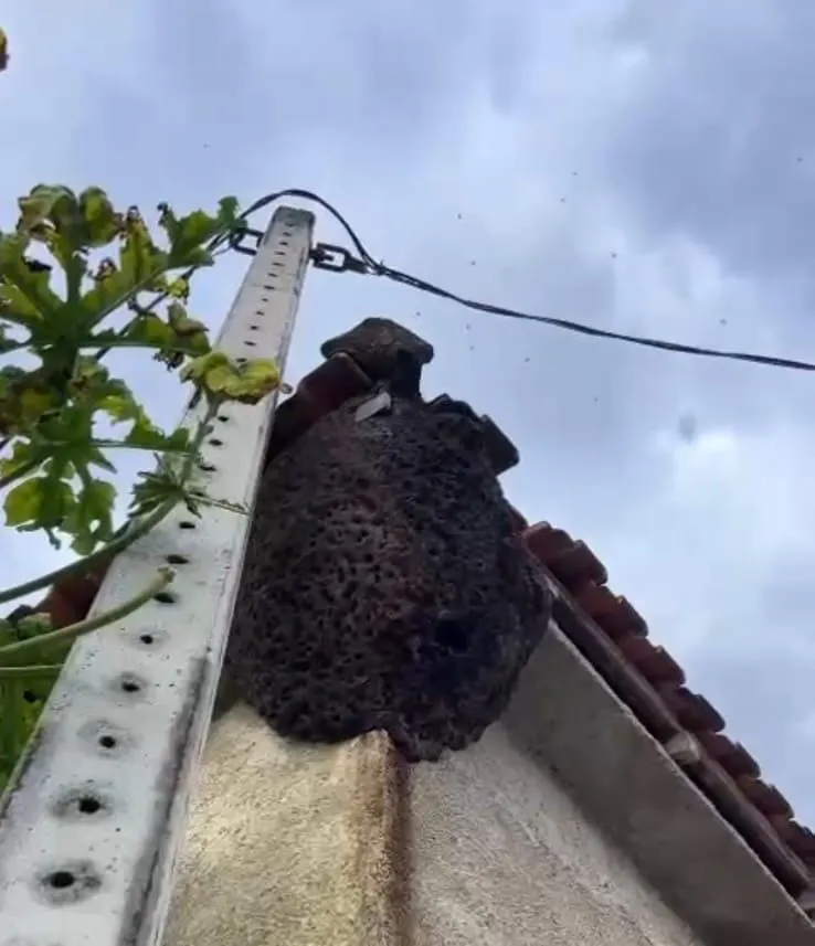 Vídeo: ataques de abelhas atingem alunos em escola municipal de Colatina e pais exigem providências