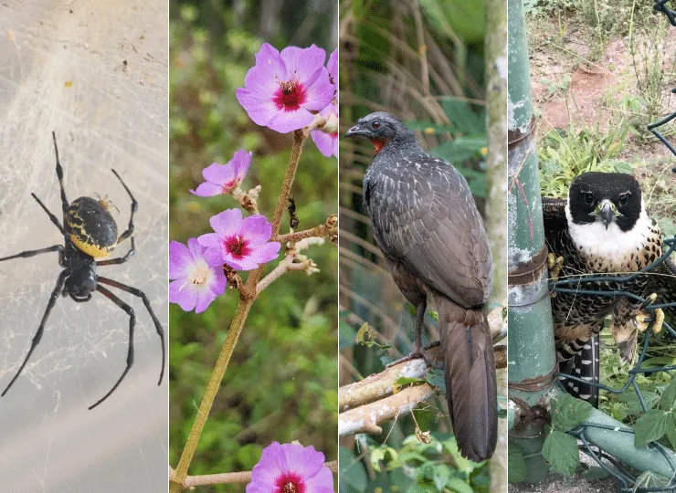 Santa Teresa estreia em competição mundial de biodiversidade e supera grandes cidades brasileiras