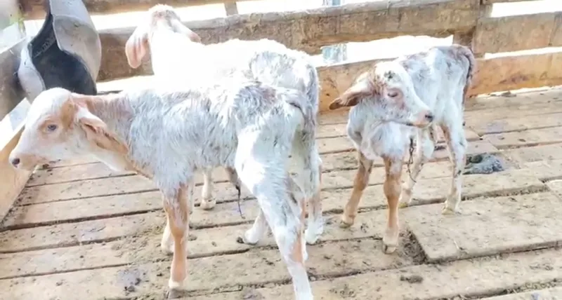 Caso raro! Vaca dá à luz a bezerros trigêmeos em Pancas 
