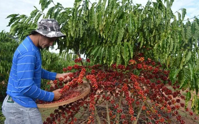 Produtores correm para colher café conilon em Colatina, Linhares e cidades da região após queda no preço da saca