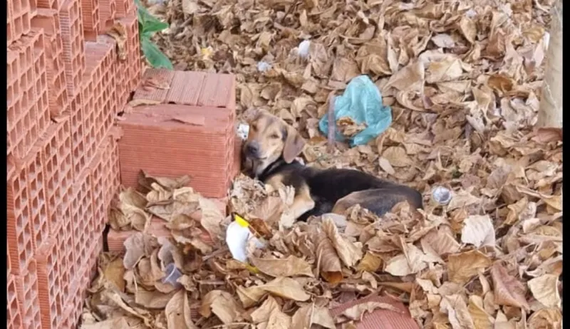 Denúncia em Baixo Guandu: falta de recursos deixa animais doentes sem atendimento e provoca crítica