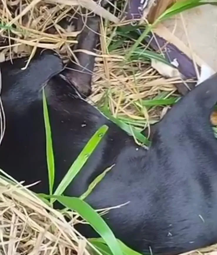Desumanidade e descaso: cachorro é deixado para morrer em terreno baldio, em Colatina