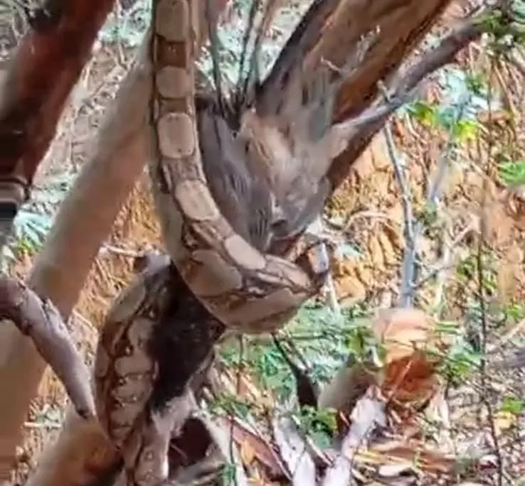 Vídeo: moradores do Vista da Serra alertam para riscos de acidentes e presença de cobras em área de desabamento em Colatina