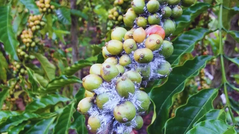 Produtores de café do Norte e Noroeste do ES devem redobrar cuidados na fase de expansão dos frutos