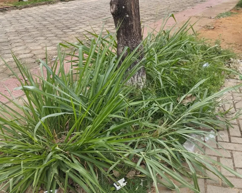 Moradores do bairro Ayrton Senna, em Colatina, denunciam abandono e falta de limpeza nas ruas