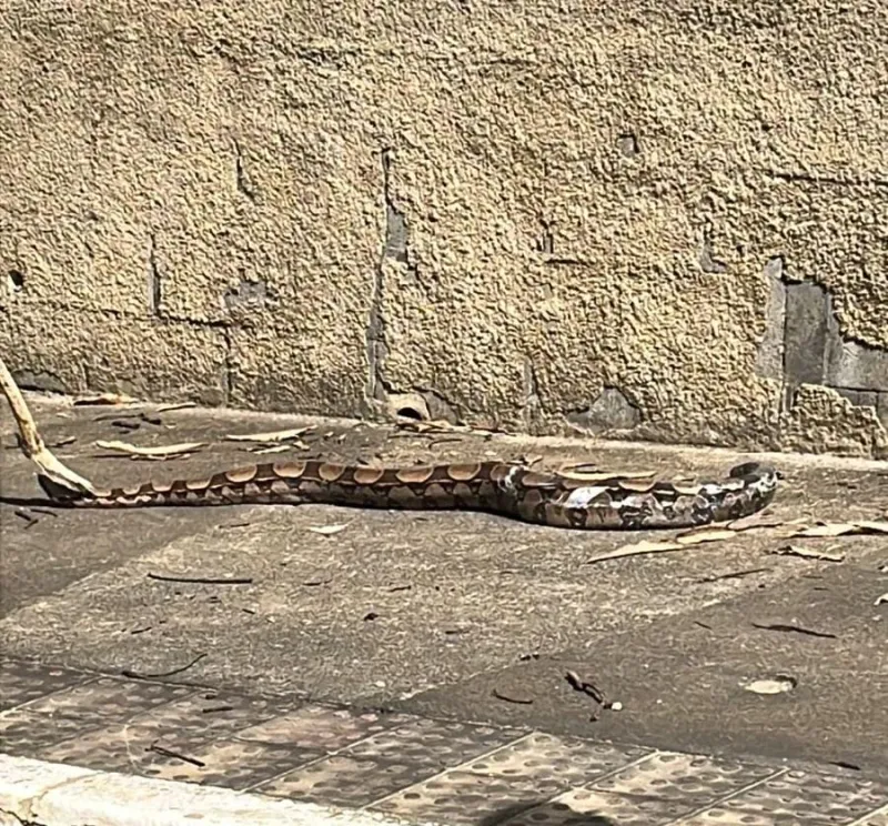 Nem só o colatinense saiu de casa para amenizar o calor: jiboia é flagrada passeando em calçada do bairro IBC