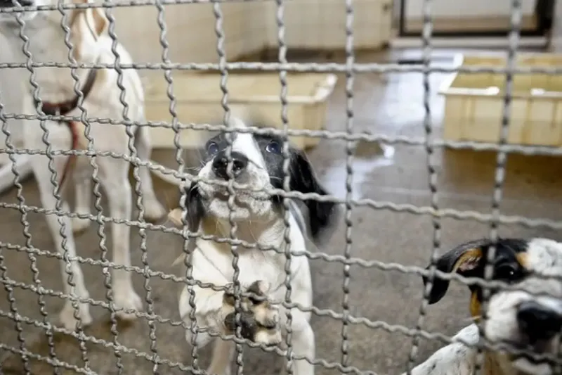 Metade das denúncias de maus-tratos contra animais não vira punição no Estado