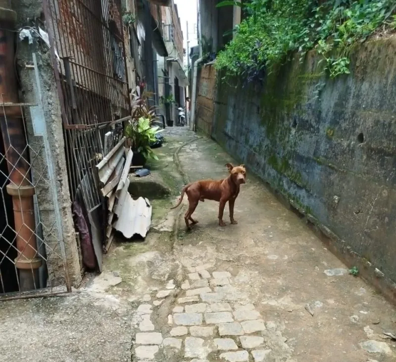 Medo no Beco Santa Inês: moradores dizem viver acuados por pitbulls soltos no bairro Perpétuo Socorro, em Colatina