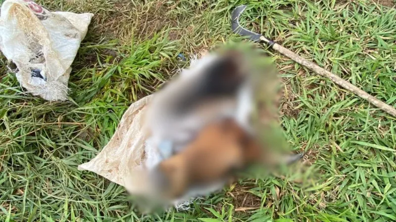 Bandidos abatem gado no pasto e deixam cabeças para trás em zona rural de Colatina