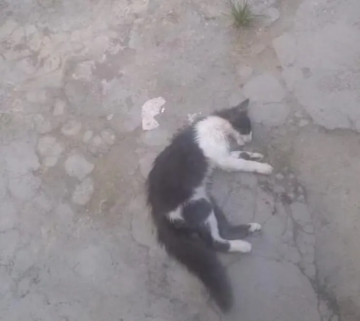 Revolta em Honório Fraga: moradores denunciam envenenamento em série de gatos