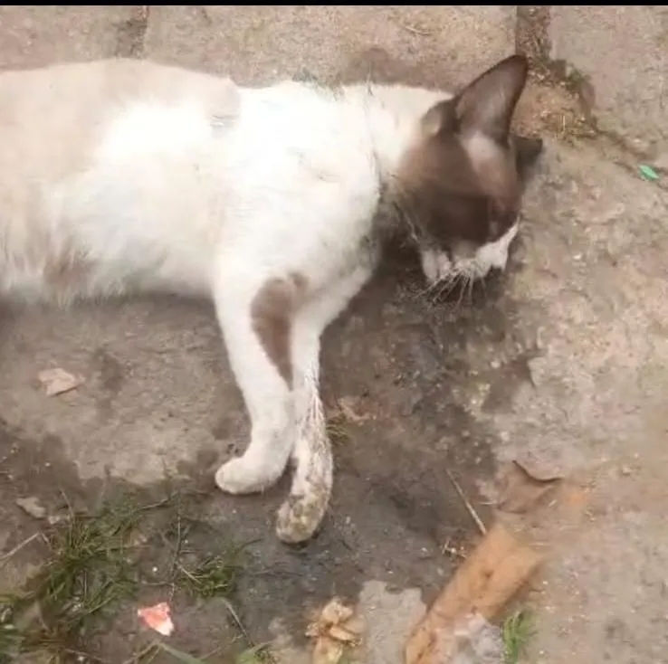 Vídeos expõem supostos casos de maus-tratos e envenenamento de animais em Colatina