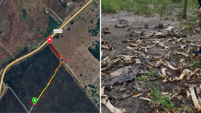 Mistério em Aracruz: Polícia Civil encontra mais de 30 ossadas de bois descartadas em plantação de eucalipto