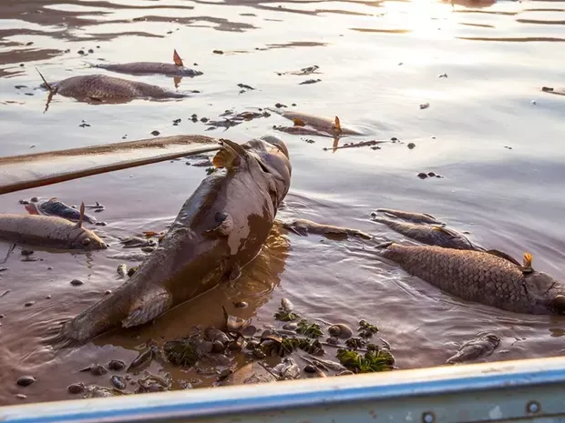Novo laudo aponta presença de metais pesados na água do Rio Doce em cidades de Minas Gerais